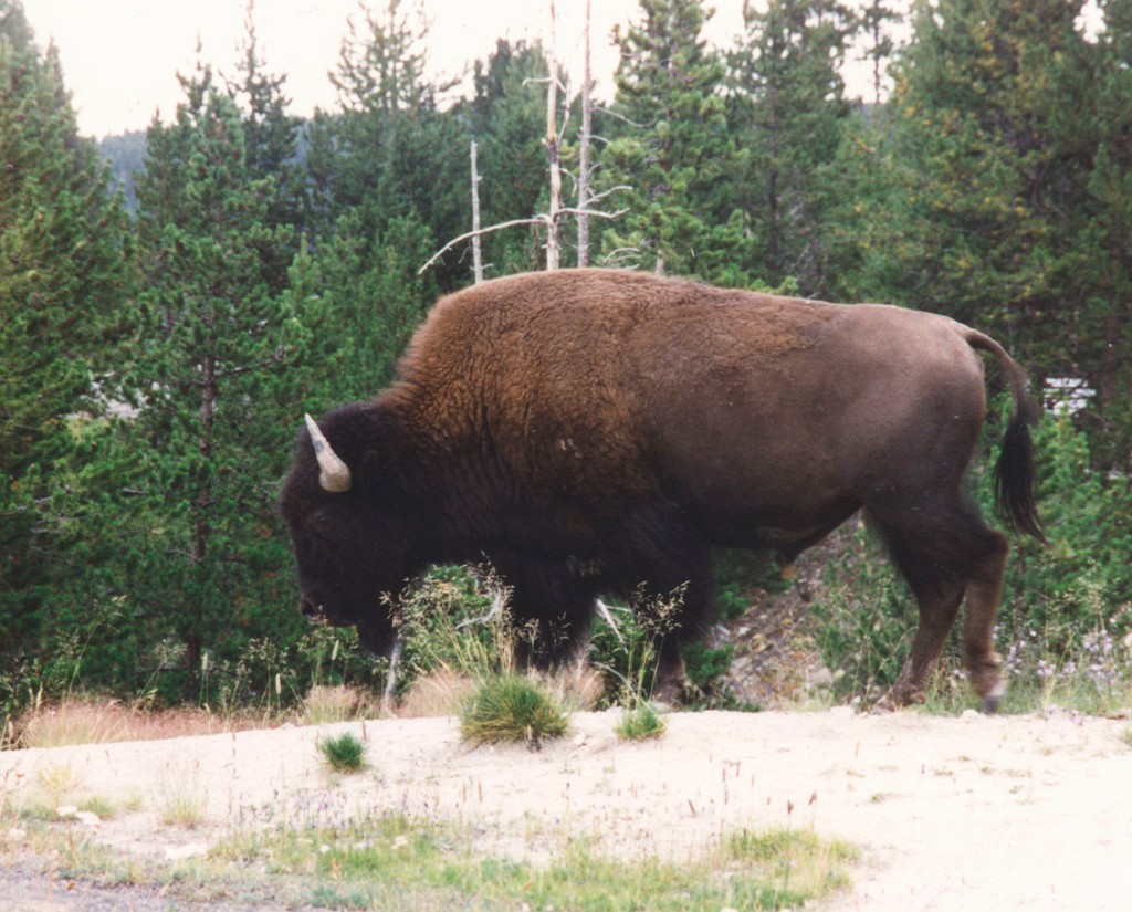 YellowStone7