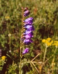 009  Wild flowers in Rocky Mountain National Park  &#169; 2017 All Rights Reserved