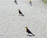 055  Yellow headed black birds in Grand Teton National Park  &#169; 2017 All Rights Reserved