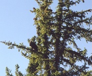 082  An American Bald Eagle photographed while floating down the Snake River  &#169; 2017 All Rights Reserved