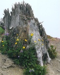 328  The remains of a tree after the Mount Saint Helens eruption  &#169; 2017 All Rights Reserved