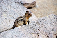 sv2k0041  A ground squirrel at Frozen Lake  &#169; 2017 All Rights Reserved