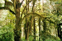 sv2k0091  Moss hanging from trees in the rain forest  &#169; 2017 All Rights Reserved