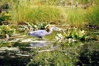 sv2k0096  A Blue Heron fishing in the Hoh Rain Forest  &#169; 2017 All Rights Reserved