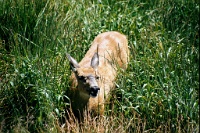 sv2k0182  A deer at Hurricane Ridge in Olympic National Park  &#169; 2017 All Rights Reserved