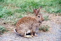 sv2k0226  A rabbit at the Olympic Game Farm  &#169; 2017 All Rights Reserved