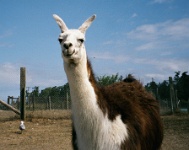 sv2k0239  A llama at the Olympic Game Farm  &#169; 2017 All Rights Reserved