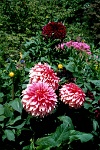 sv2k0265  Chrysanthemums at Butchart Gardens  &#169; 2017 All Rights Reserved