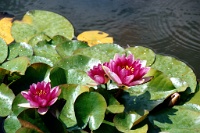 sv2k0283  A flowering lily pad at Butchart Gardens  &#169; 2017 All Rights Reserved